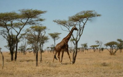 What to Pack for Kenya and Tanzania: Safari and Island Resort Vacation