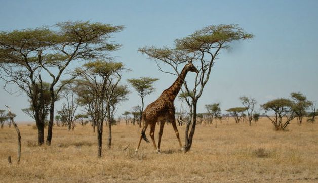 What to Pack for Kenya and Tanzania: Safari and Island Resort Vacation