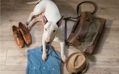 How to Travel With Pets and Things to Pack